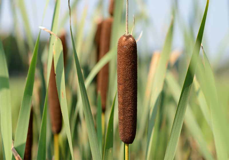 Bulrushes or cattails | survival plants