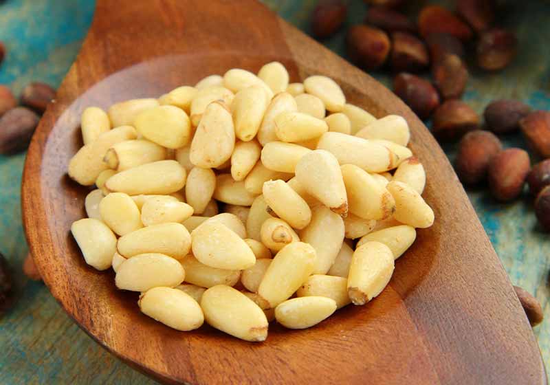 Pine nuts in a wooden spoon | all year round plants and shrubs