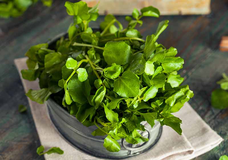 Raw Organic Green Watercress Ready to Use | plants that survive winter outside