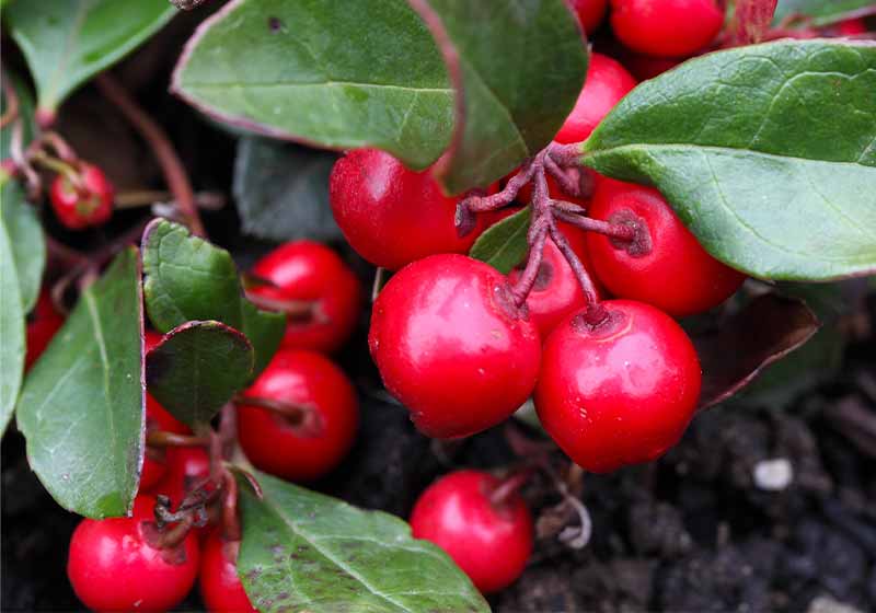 Teaberry Gaultheria procumbens | survival plants