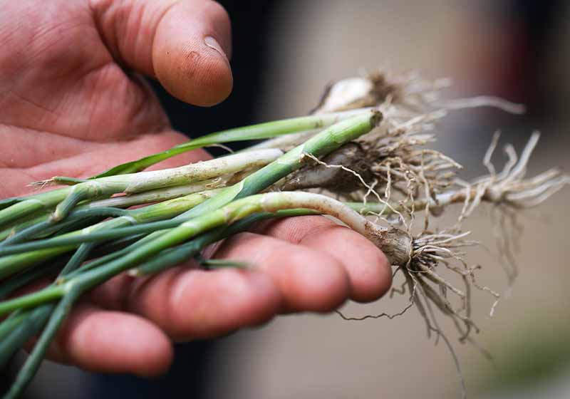 Young green wild onion plants in hand | winter plants