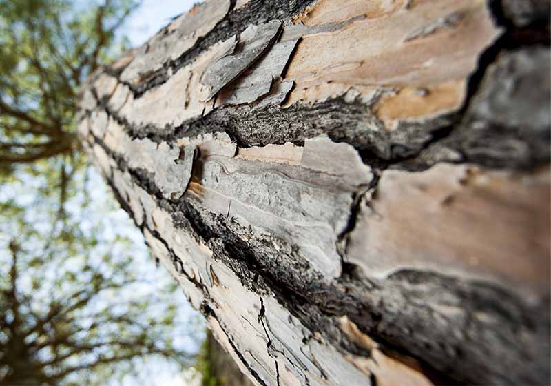pine bark | all year round plants and shrubs