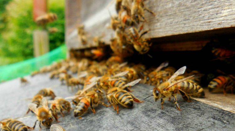 Mason Jar Beekeeping Step-by-Step Guide