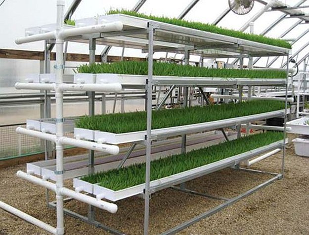 Fodder Hydroponic Tiered System | Amazing Hydroponic Systems For Indoor Gardening