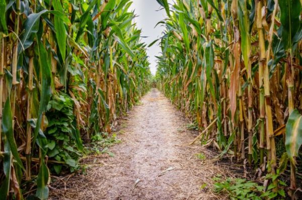 14 Corn Maze Ideas Throughout History Homesteading Simple Self Sufficient Off The Grid 