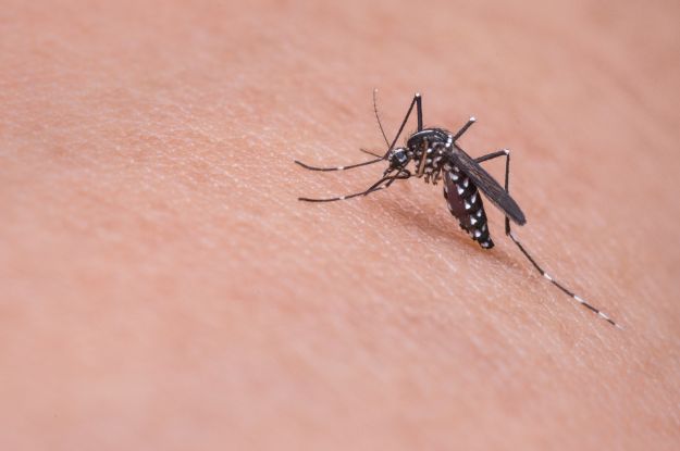 Zika Virus – 4 Things Mainstream Media Isn’t Telling You