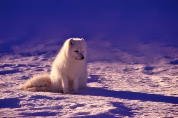 Cute Animals Covered in Snow! (Pictures) | Homesteading Simple Self ...