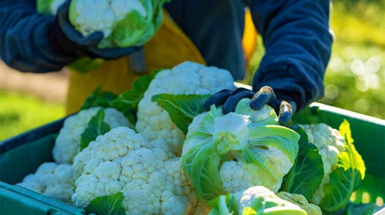 Cauliflower harvest at organic farm | How to Plant Cauliflower this Fall | featured