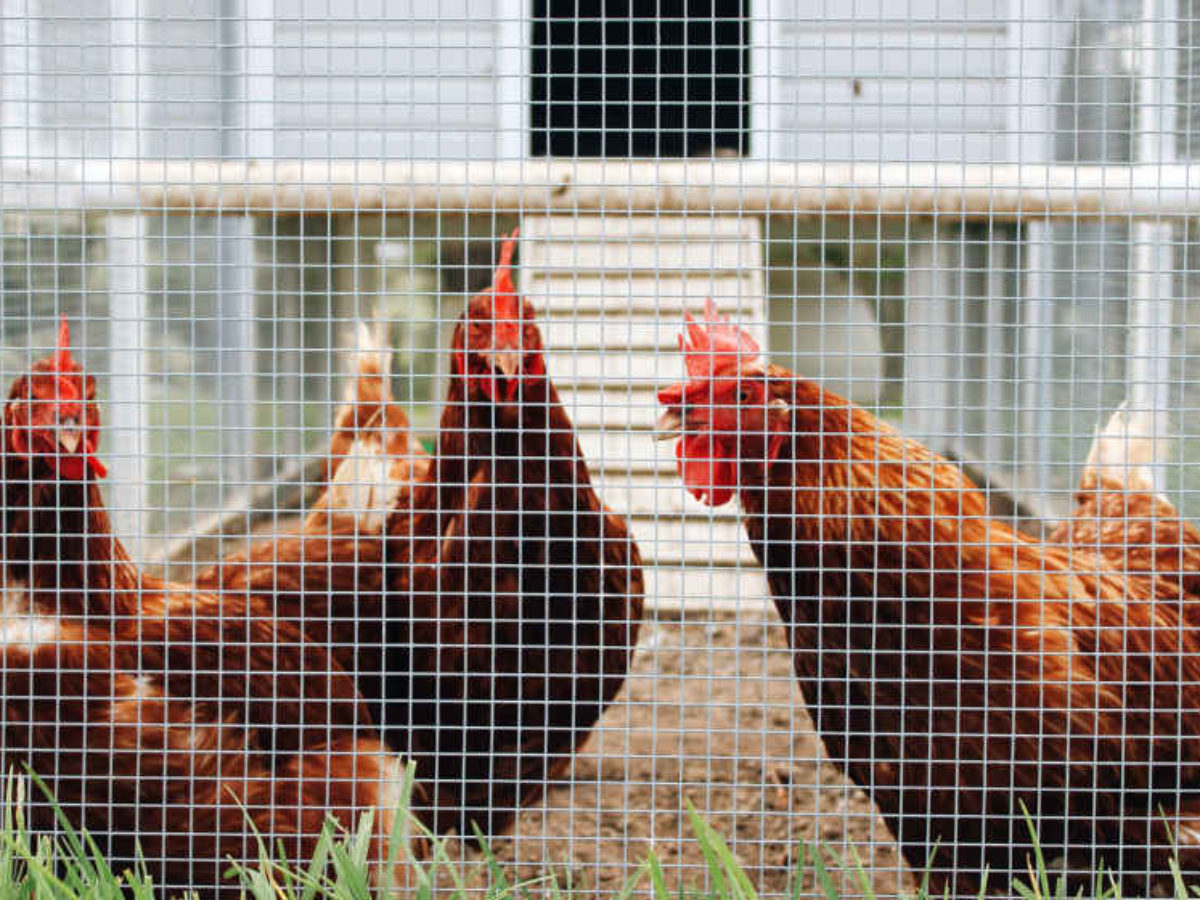 10 Ways to Build a Better Chicken Coop - This Old House