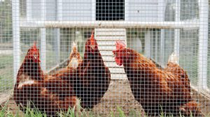 Brown rooster in the cage | Chicken Coop Designs And Ideas [2nd Edition] | free chicken coop plans | Featured