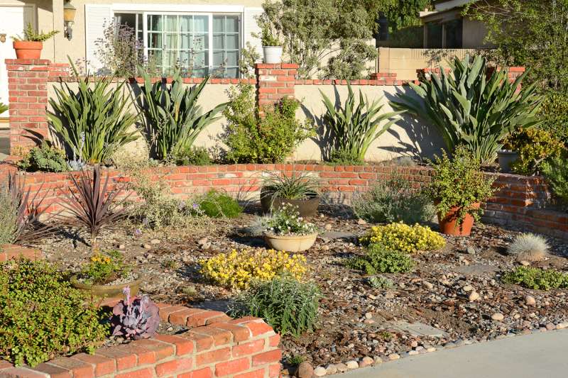 Drought Tolerant Plant Ideas For Your Homestead