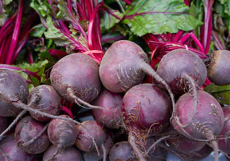 Beets in a row stacked in outdoor market | fall vegetables
