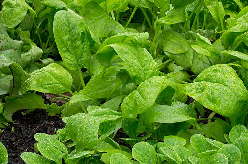 Close up of full grown spinach in garden after rain | fall season