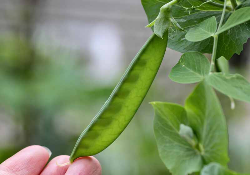 Close up of growing snow peas | fall vegetables