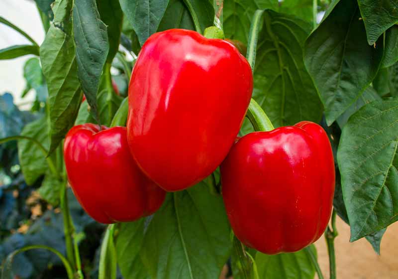 Close up or macro of red bell peppers or sweet peppers | fall plants