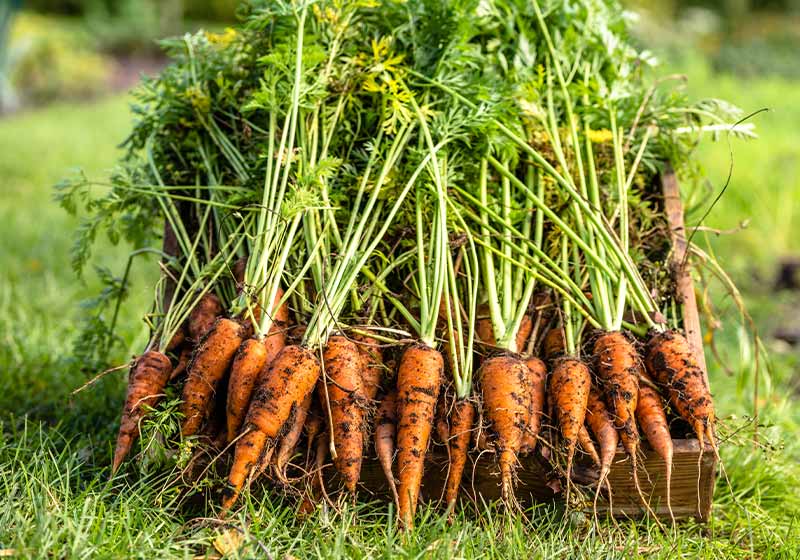 Freshly harvested carrots in organic vegetable garden | fall vegetable