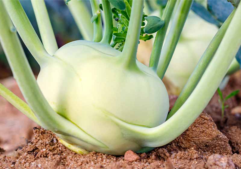 Green Kohlrabi ( German turnip cabbage ) in garden bed in vegetable field | fall harvests