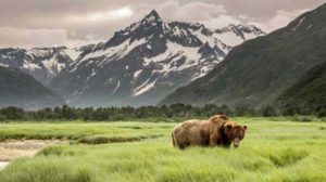 Grizzly Bear of Shores of Alaska | Beautiful Places to Visit This Fall | Featured