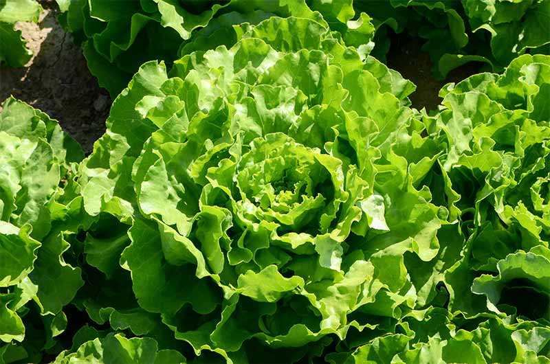 Lettuce ready for harvest | fall crops