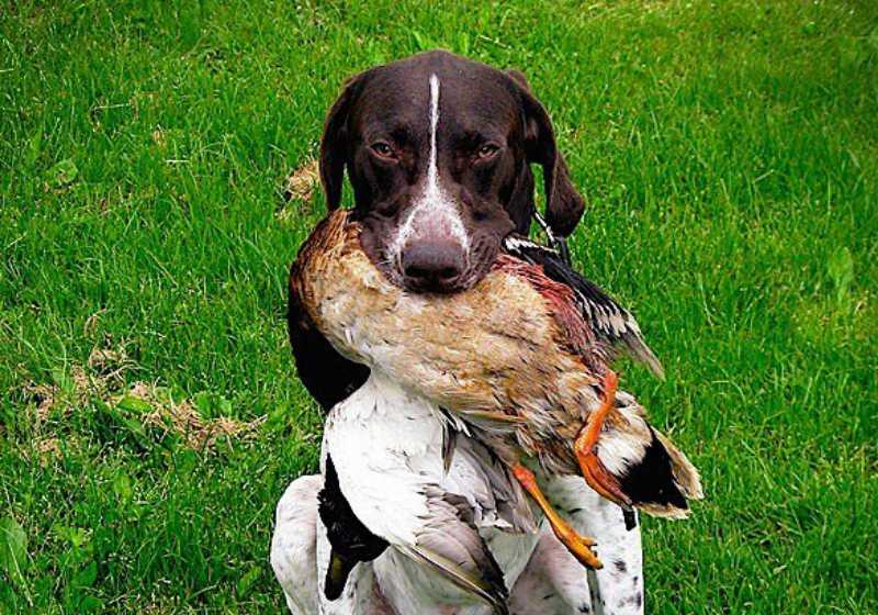 Our Author's Own Hunting Dog with Retrieved Duck