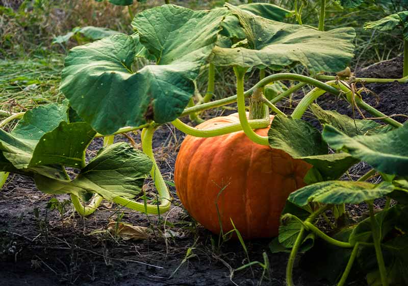 Pumpkin in green leaves | fall gardening