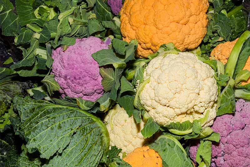 Purple cauliflower, orange cauliflower and Roman cauliflower | fall garden