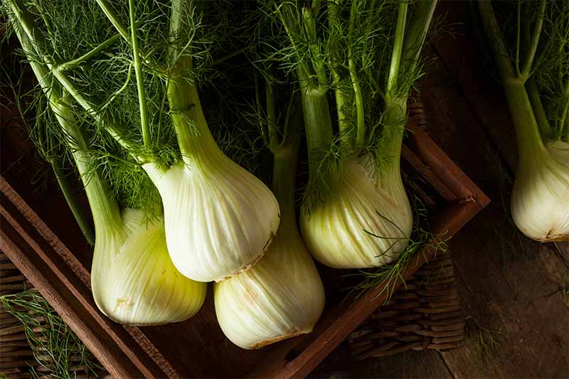 Raw Organic Fennel Bulbs Ready to Cook | fall vegetables