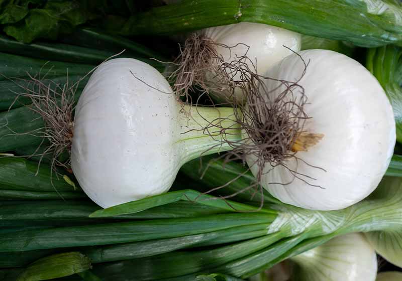 Raw white onions with long thick green stalks attached to the bulb | fall vegetables