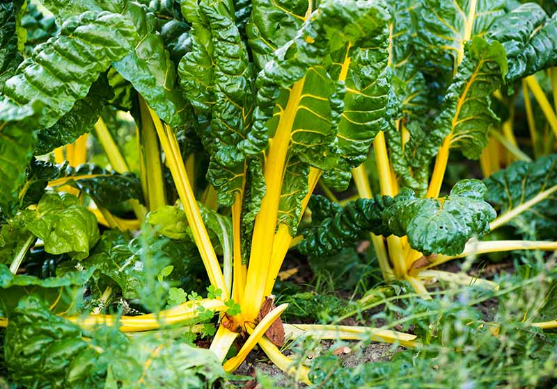 Swiss yellow chard is growing in the garden | fall plant