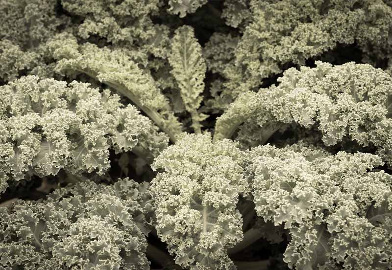 Vintage tone top view large kale plant with curly leafed full frame view | fall crops