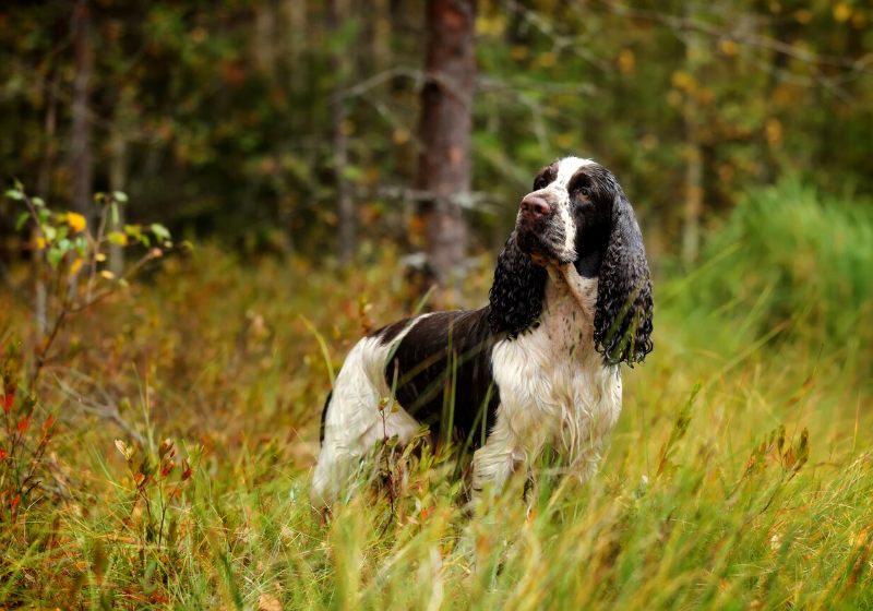 beautiful dog autumn forest | how to train a hunting dog