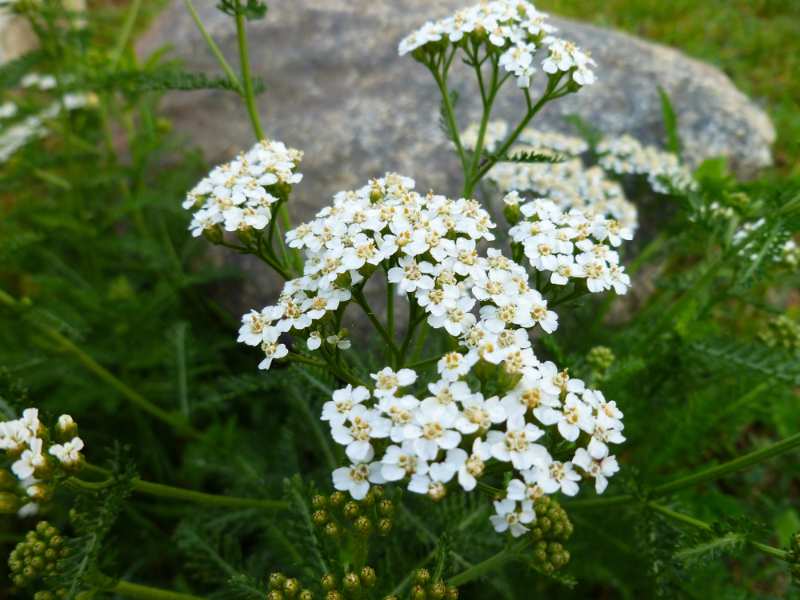 common-yarrow-achillea-millefolium-white-flowers 