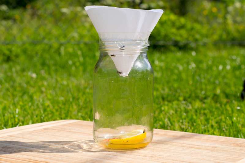fruit-small-flies-trap-made-out 
