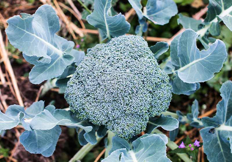 green broccoli close-up outdoors in early autumn | fall harvests