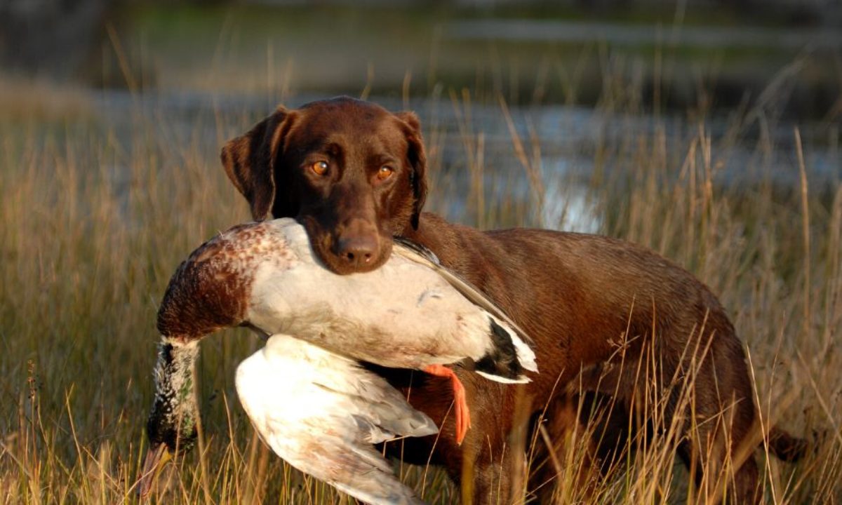 how to train a duck dog puppy