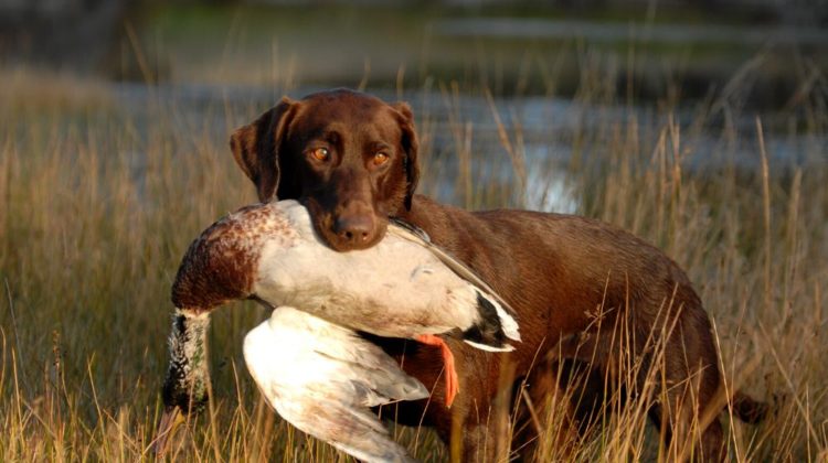 hunting chocolate labrador retriever | How to Train a Hunting Dog To Retrieve | Duck Hunt Dog | featured