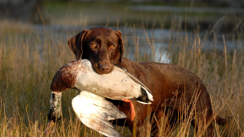 How To Train A Duck Dog