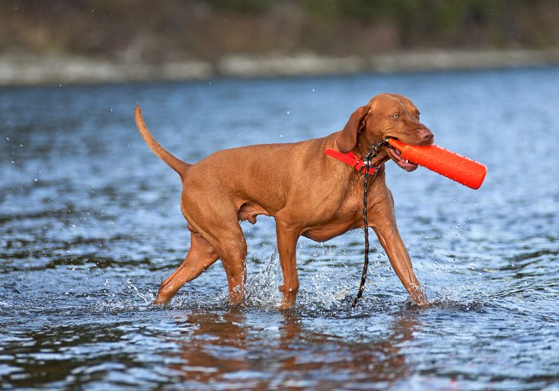 hunting dog retrieving dummy water | training a hunting dog puppy