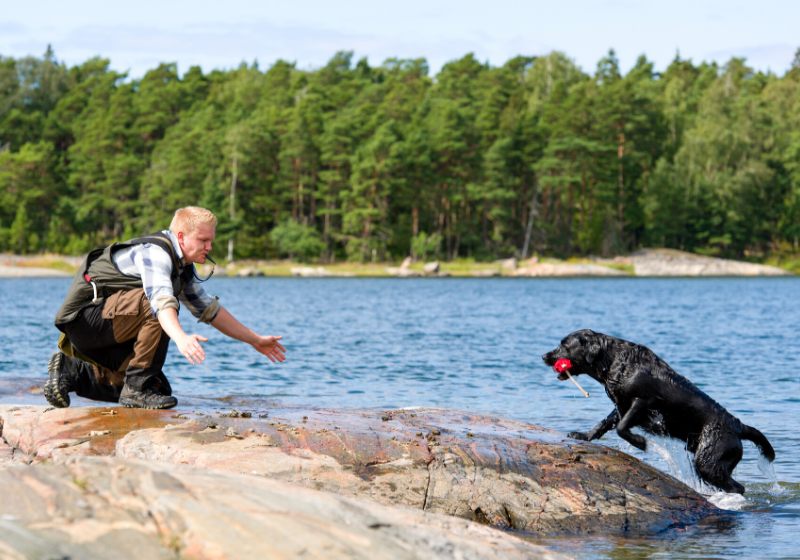 labrador retriever fetch dummy owner | hunting dog training