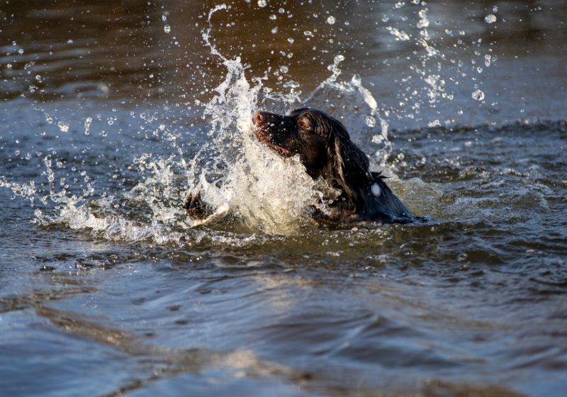 polish hunting spaniel river gun dog | whistle training a hunting dog