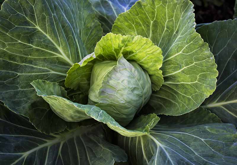 young green cabbage with large leaves | autumn harvest