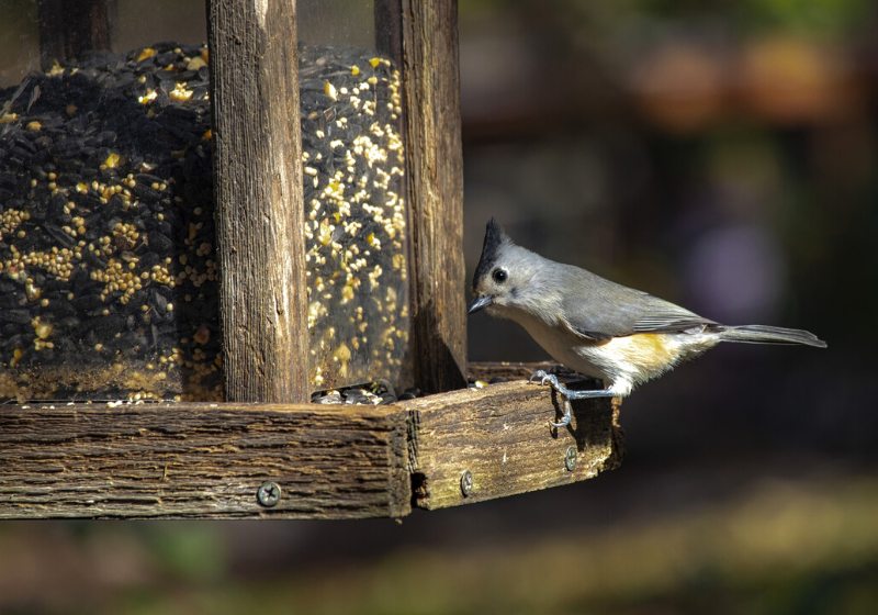 bird cute tufted titmouse | simple valentines day ideas