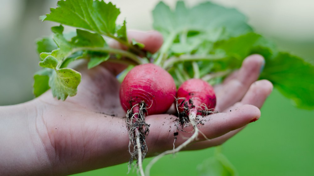 person holding radishes | How To Gain Financial Freedom While Homesteading | financial freedom