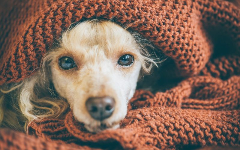 poodle dog lying slepping under-blanket | winter storm categories