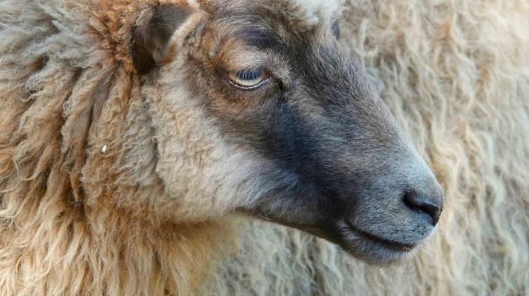 close up photo of a sheep | Amazing Gift Ideas to Make Out Of Your Sheep's Wool | sheep's wool | sheep's wool insulation | Featured