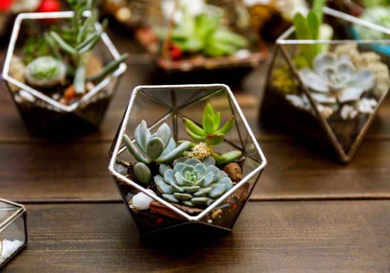 succulent geometry glass terrarium | easy peasy valentine crafts
