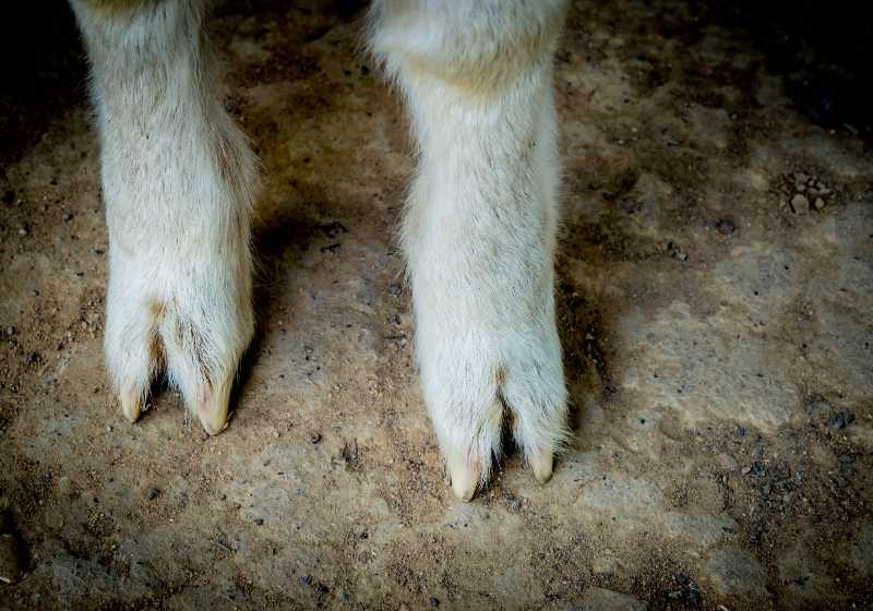 Goat's feet foot close up abstract | Give Your Goat a Pedicure