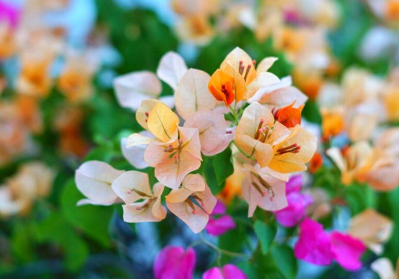 blooming bougainvillea flowers-background bright orange | florida drought tolerant plants
