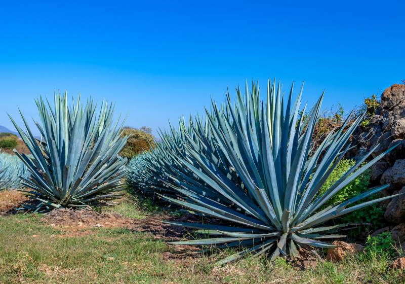 blue agave field tequila jalisco mexico | drought tolerant plants california
