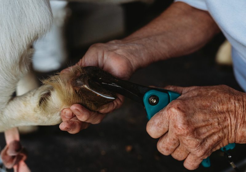 boer goats on goat farm | how to trim goat hooves feet